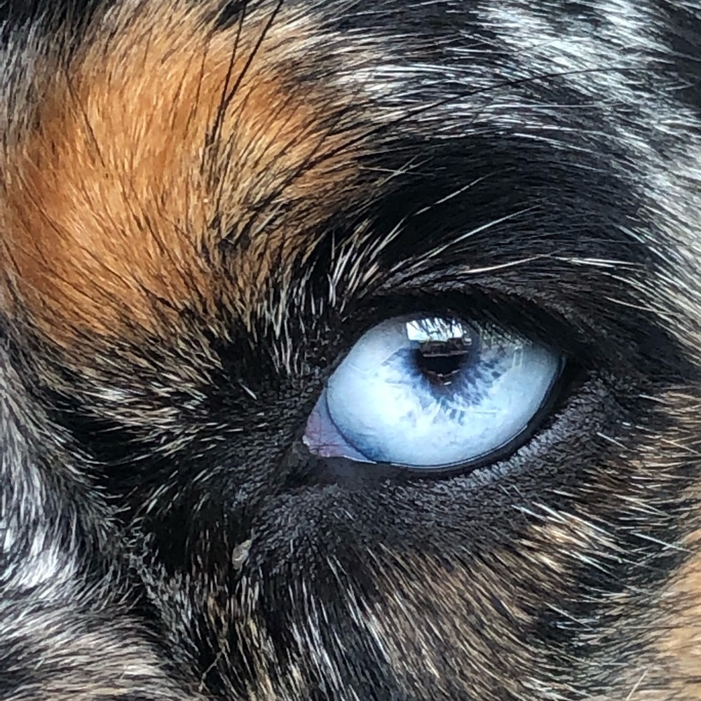 Meet your Posher, Talia!